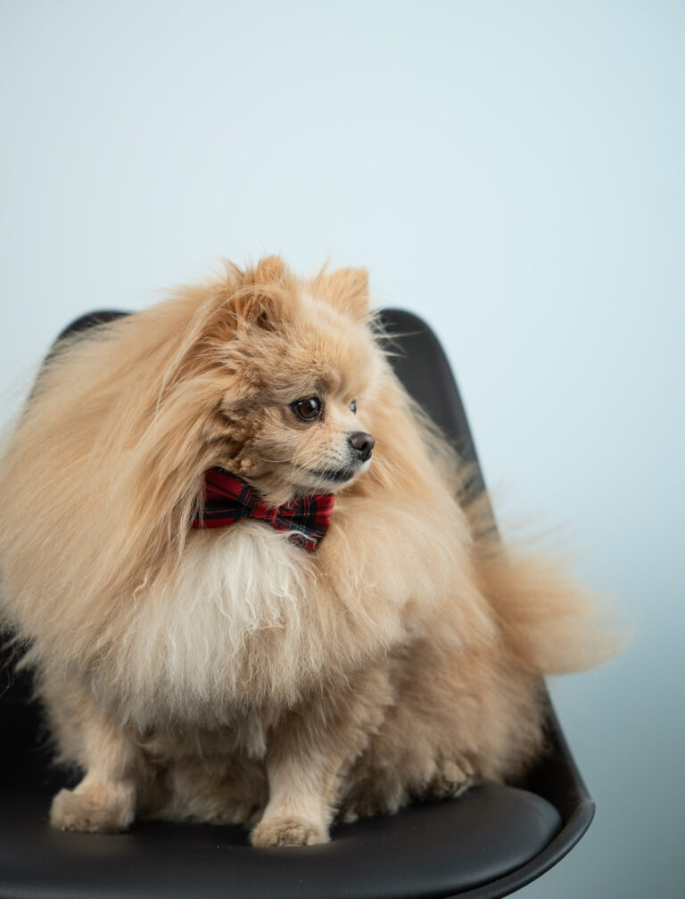 Misho Hund